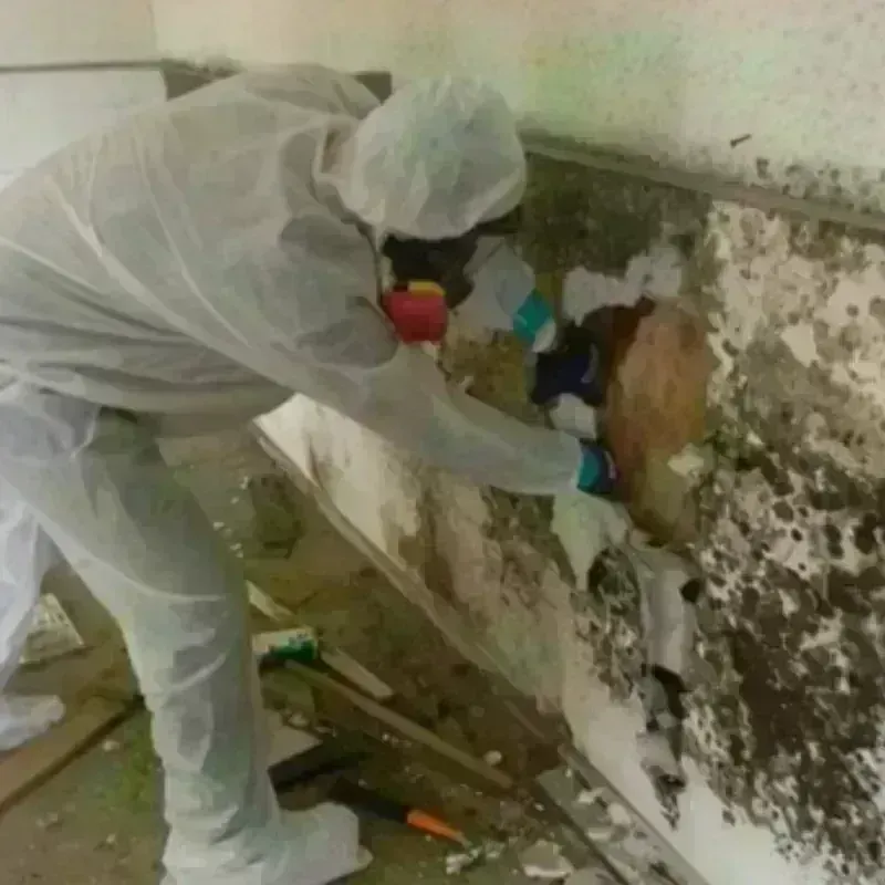 Mold Remediation and Removal in Park Rapids, MN